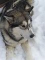scout 12-2010 11